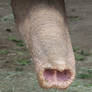 Elephant Snout Close