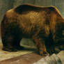 Brown Bear 2 - stock
