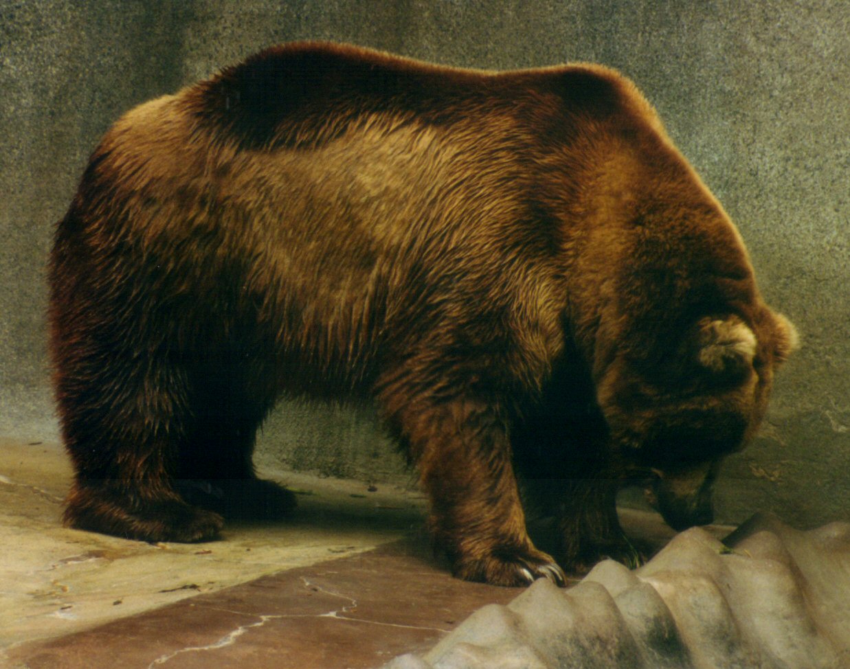 Brown Bear 2 - stock