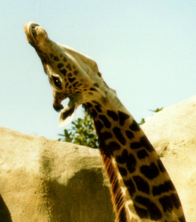 Stock - Giraffe