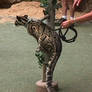 Clouded Leopard 1