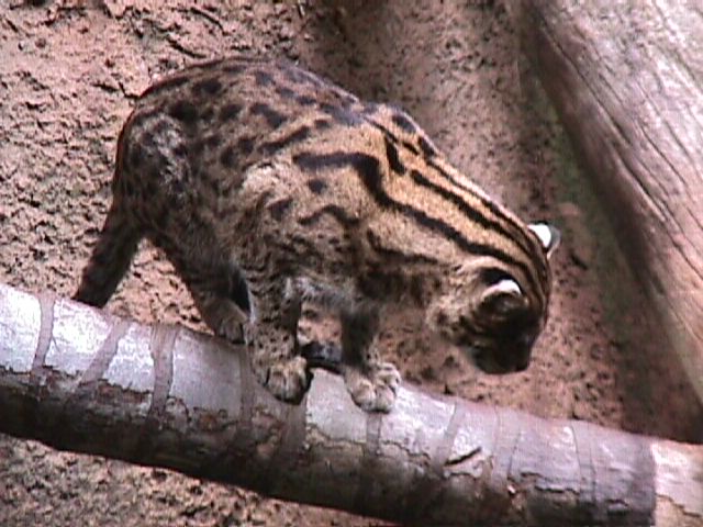 Fishing Cat 4