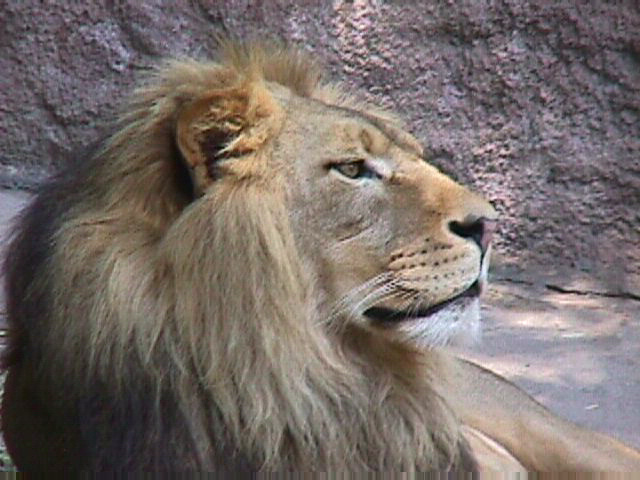 Lion 2