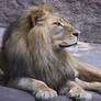 Lion 3