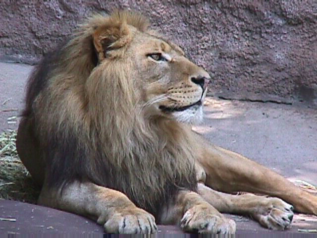 Lion 3