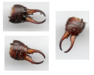 Earwig Pincers