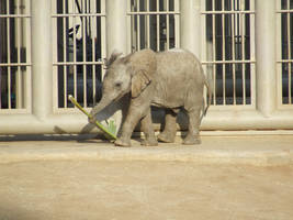 Baby Elephant 4