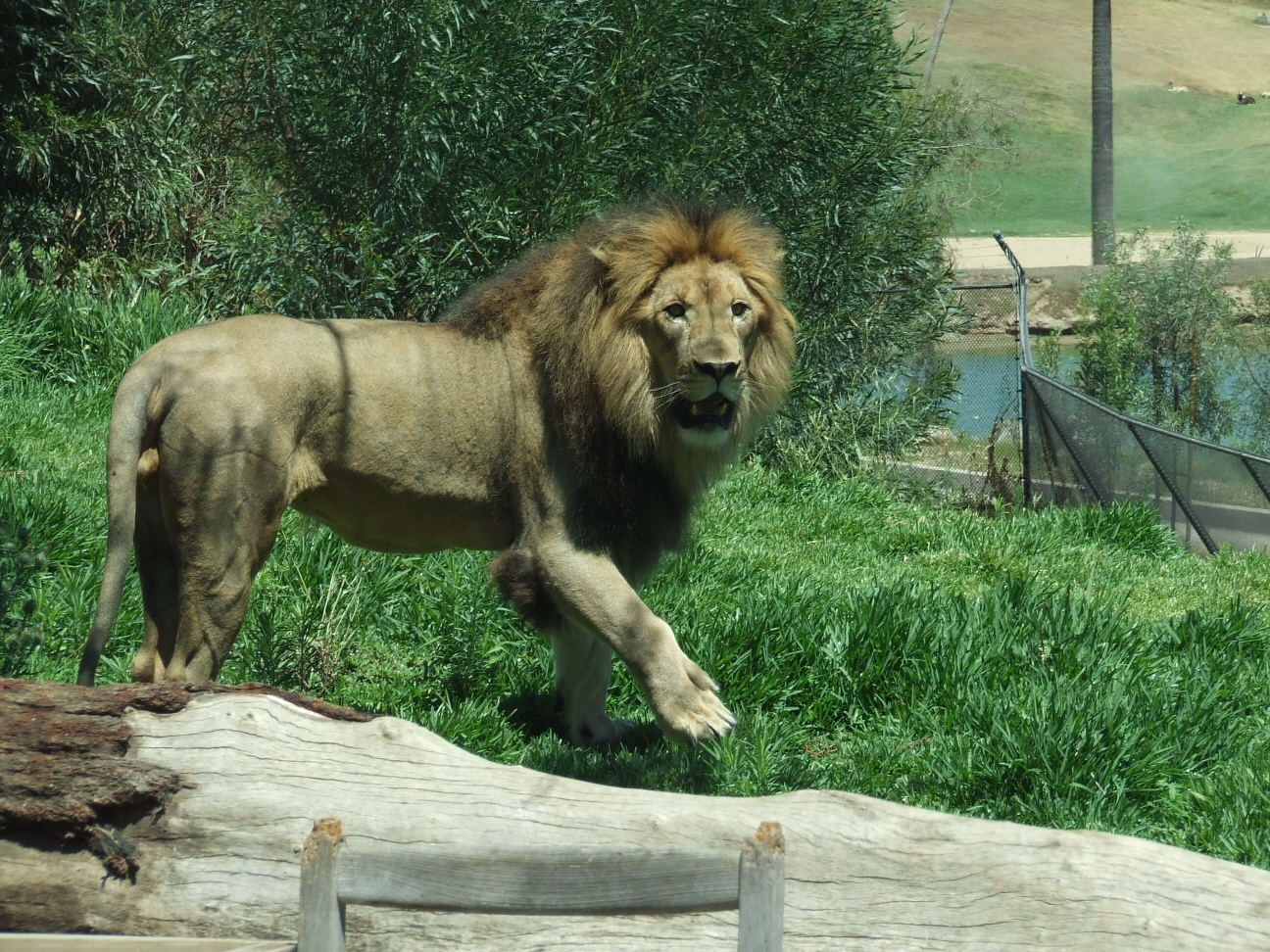 Lion on the ground 3