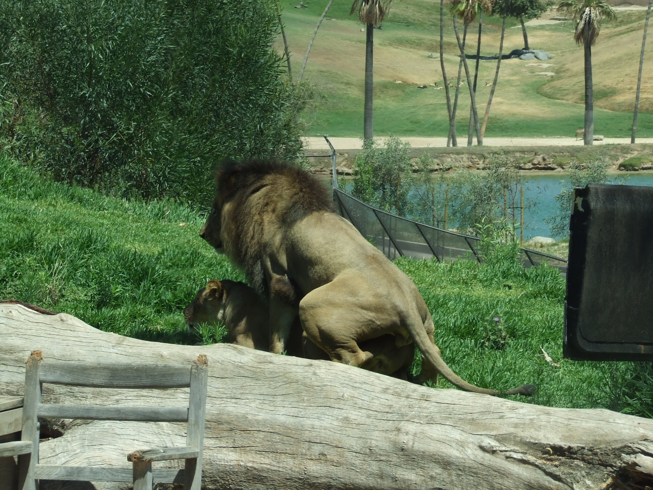 Lions mating by dtf-stock on DeviantArt Lions mating by dtf-stock on DeviantArt