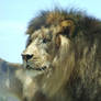 Lion Male - up close 1