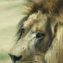 Lion Male - up close 6