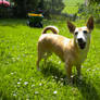 dog stock - standing and chewing again a stone