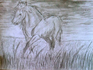 Horse in Field 