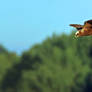 Hunting Common buzzard