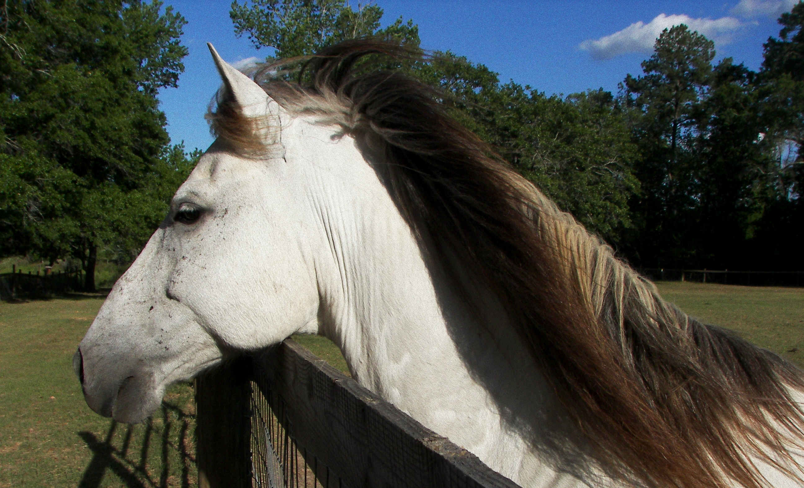 Windswept