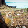 A Cute Kitten Behind Tree