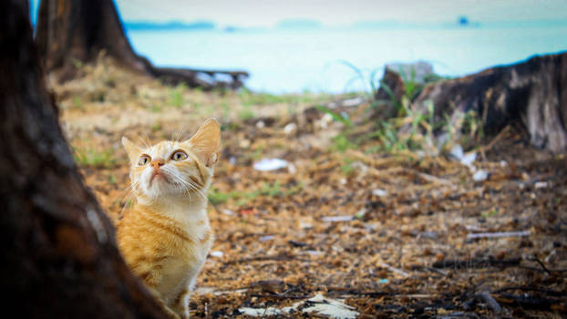 A Cute Kitten Behind Tree