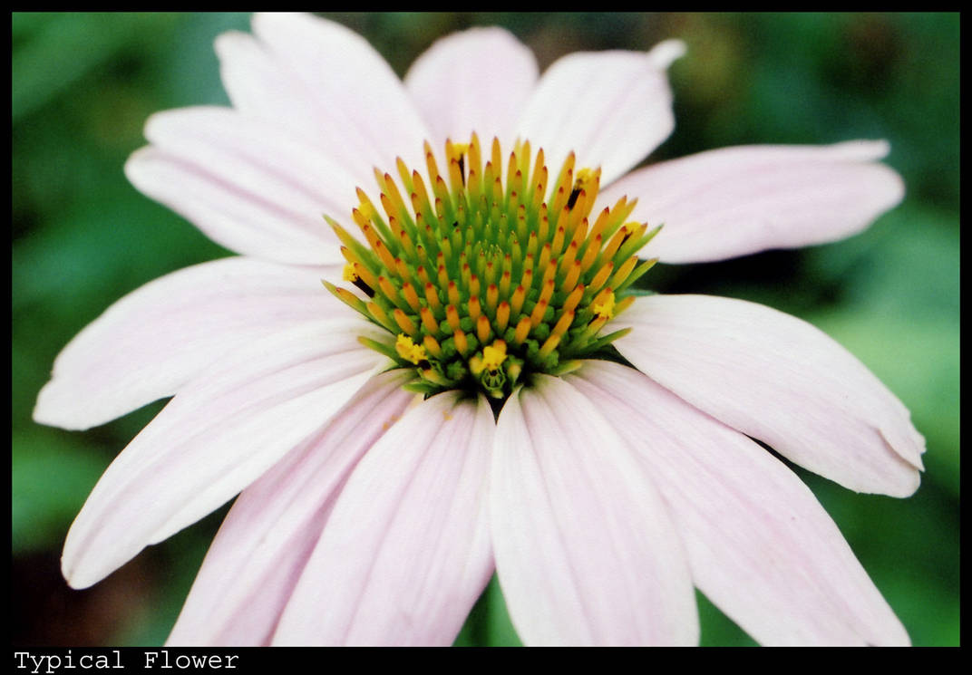 - Typical Flower - by KNfLrPnKNsT on DeviantArt