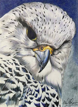 Snow Hawk - Colored pencil