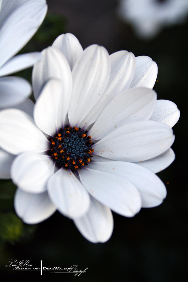 Dark Flower - Macro.