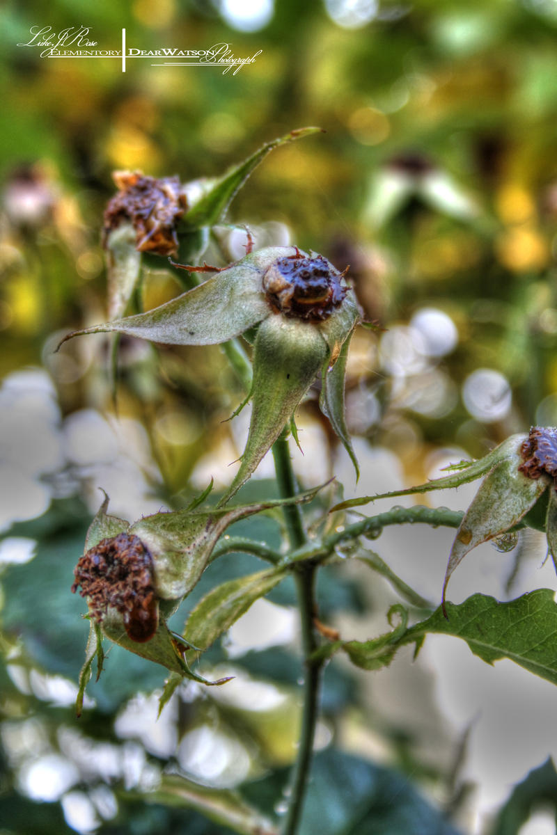 Rose Hips.