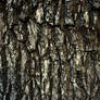 Tree Bark Texture and Stock Photography.
