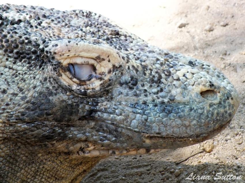 Komodo Dragon Blinking