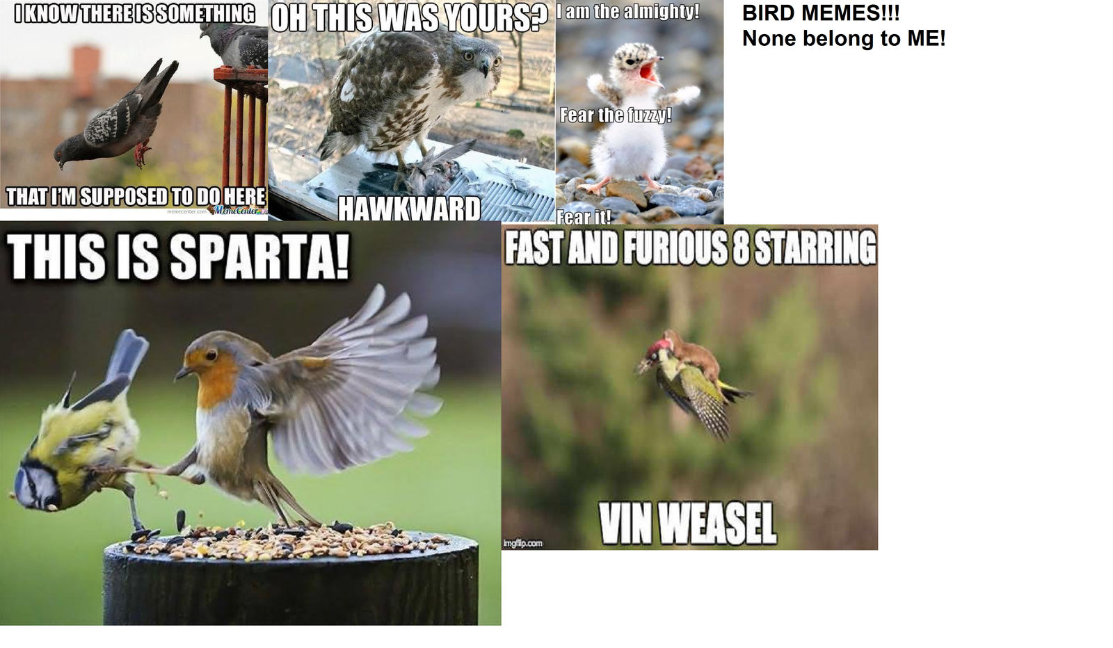 Bird Rapper Memes Bird Memes by CrossAtomicSans on DeviantArt