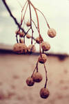 Hanging on a branch by LittleRed9188