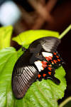 Butterfly 18 by LittleRed9188