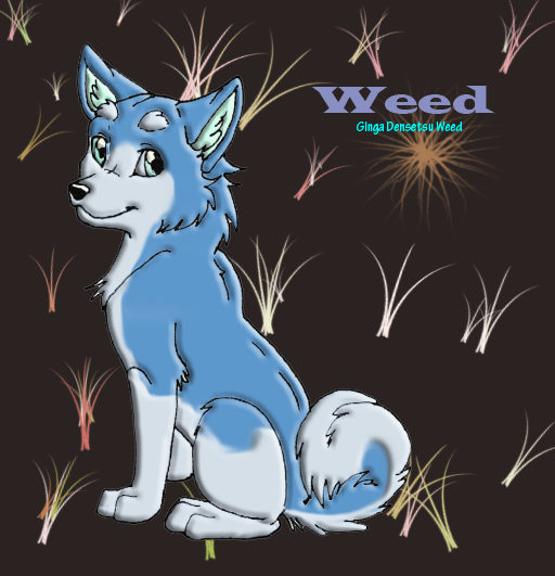 Weed