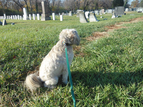 The Cemetery Dog 1