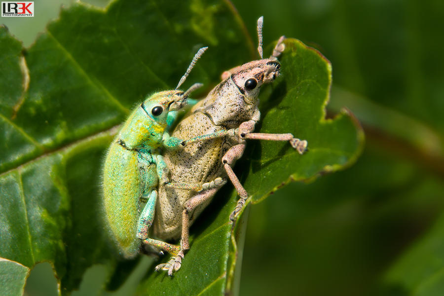Deviantart Insect Love Insect Intimacy by LordRobin3K on DeviantArt