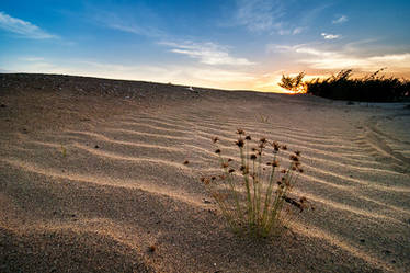 Tiny plants on man-made sand dune