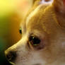 Hugo the Sad Chihuahua