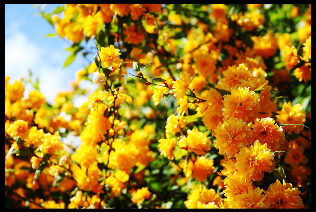 Orange Flowers