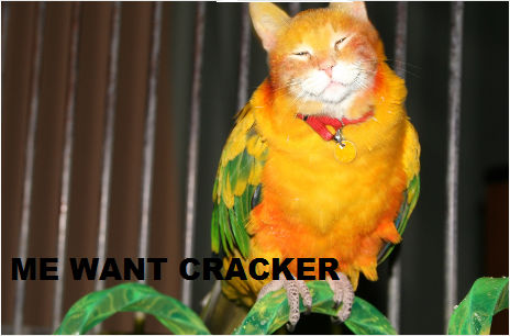 Me want cracker