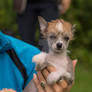 Chinese crested puppy