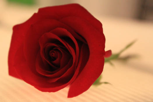 red rose