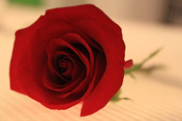 red rose