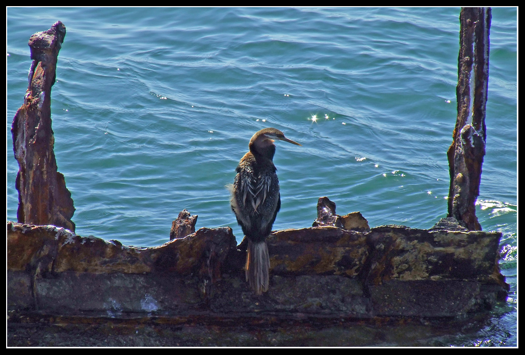 Shag on a Shripwreck