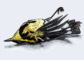 Dead bird (Inktober #5)