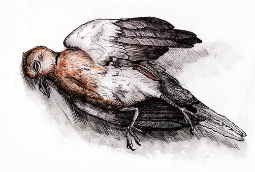 Dead bird (Inktober #7)