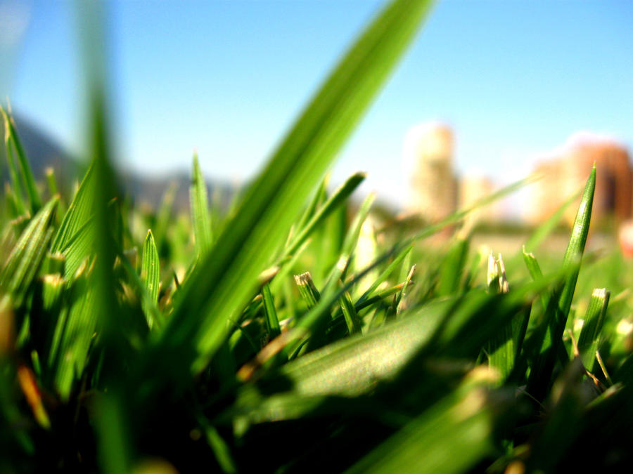 http://fc03.deviantart.net/fs50/i/2009/260/5/a/Herbe_by_Katherina01.jpg
