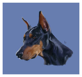 Doberman Pinscher