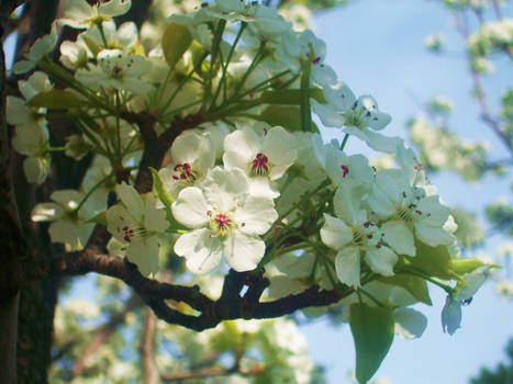 White Blossoms