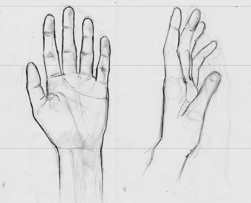 Hand modelsheet by CucumberWhale on DeviantArt