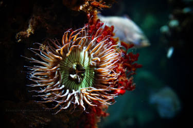sea plant type animal