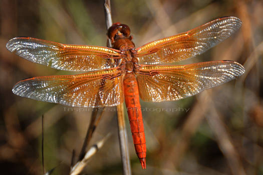 Huge red dragonfly