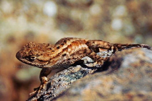 Red bluebelly lizard